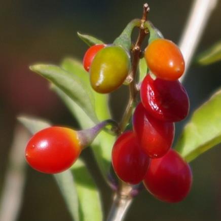 Actif naturel Goji